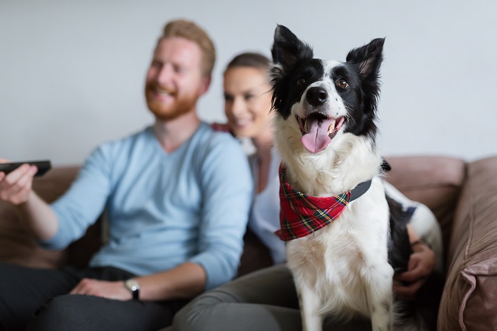 Pets & Lets: A Welcome Change for Tenants?